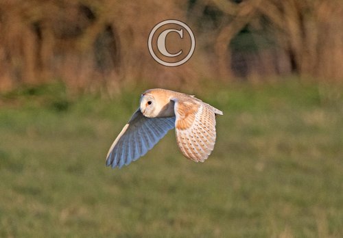  Barn Owl in Flight DM1759